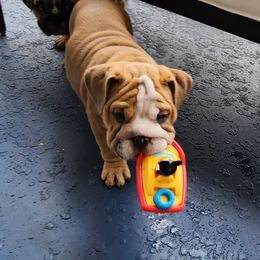 Bulldog Puppies from Adorable Bulldogs