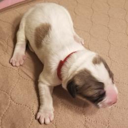 Red Collar Girl - White and badger female Great Pyrenees puppy in Bon Aqua, Tennessee from Joel's Farm LLC