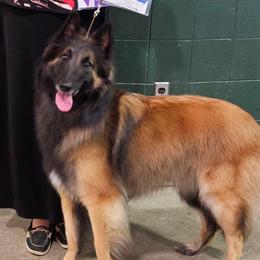 Piper - Belgian Tervuren
