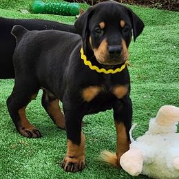 Doberman Pinscher Puppies from Amity Doberman Pinschers