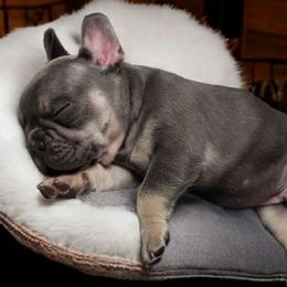 Jack-O - Tricolors male French Bulldog puppy in Twin Falls, Idaho from Whispering White Pines Labradors