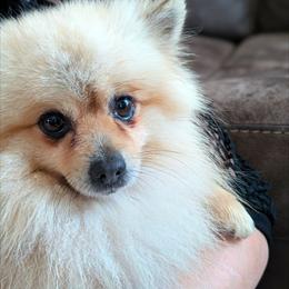 Rocket - Pomeranian
