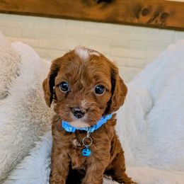 Everest - Red female Cavapoo puppy in Manheim, Pennsylvania from Mandy Martin