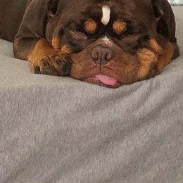 American Bulldogs from Kristie Estrada