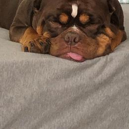 American Bulldogs from Kristie Estrada