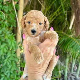 Loki - Red  male Goldendoodle puppy in Fort Myers, Florida from Daisy Doodles LLC
