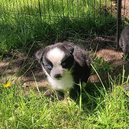 Juniper - Black & white female Australian Shepherd puppy in Sultan, Washington from Van Huitt Australian Shepherds