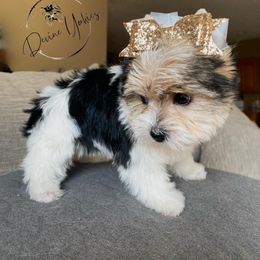 Yorkshire Terrier Puppies from Devine Yorkies