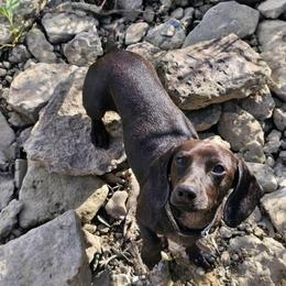 Seger - Dachshund