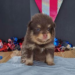Pepper's Blame It On The Boogie - Boogie - Chocolate and tan male Pomeranian puppy in Plant City, Florida from Pepper's Pomeranians