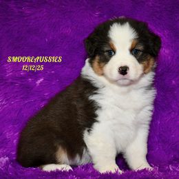 BLACK TRI FEMALE 1 - Black tri-color female Australian Shepherd puppy in Douglas, Georgia from Smooreaussies