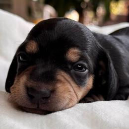 Paris - Black and tan female Dachshund puppy in Wallingford, Kentucky from Hensley Homestead Dachshunds