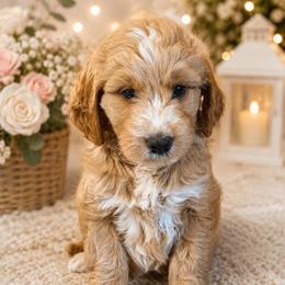 Girl 1 - Apricot female Goldendoodle puppy in Haleyville, Alabama from Susan’s Prefurred Doodles