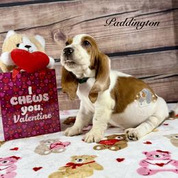 Paddington - Mahogany and white male Basset Hound puppy in Dingess, West Virginia from Tuckers' Howling Hounds
