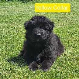 Yellow Collar - Black female German Shepherd puppy in Sumner, Iowa from Vom Wilke Kennels