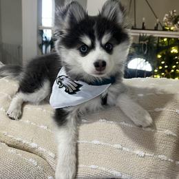 Pomsky Puppies from Pomsky Pack & Co