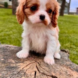 Miss Scarlett - Akc - Blenheim female Cavalier King Charles Spaniel puppy in Shepherdsville, Kentucky from Cavalierkentuckypride