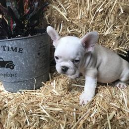 French Bulldog Puppies from Melissa Daly
