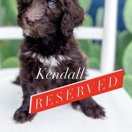 Bernedoodle, Goldendoodle, and Poodle Puppies from Penny and The Pups