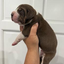 Mortar - Chocolate and white male Great Dane puppy in Florida from Beachside Kennels