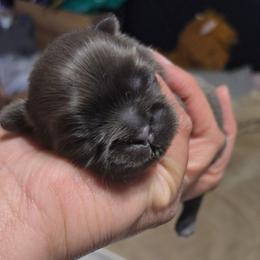 Boy 1 - Blue male Shih Tzu puppy in Henrico, Virginia from Wild Wind Shih Tzu