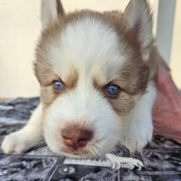 Percy - Red and white male Siberian Husky puppy in Louisville, Kentucky from Wild Hunt Huskies