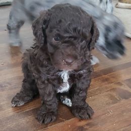 Poodle Puppies from Dogtown Doodles