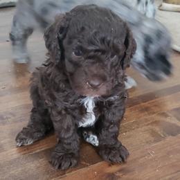 Poodle Puppies from Dogtown Doodles