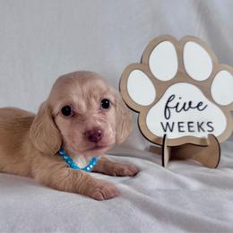 Storm - Cream female Dachshund puppy in Dothan, Alabama from Little House Pups