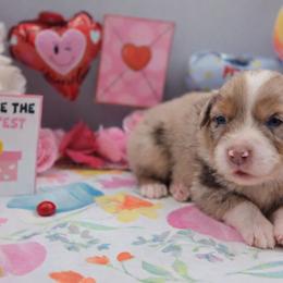 Starburst - Red merle female Australian Shepherd puppy in Riverside, California from Aus Cal (Aussies of soCal)