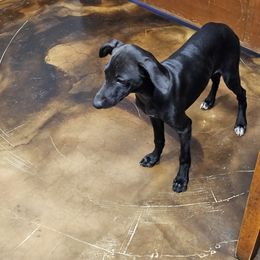 Italian Greyhound Puppies from Heartland Iggys