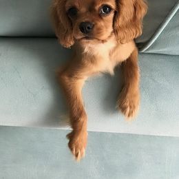 Cavalier King Charles Spaniel Puppies from StoryBook Cavaliers LLC