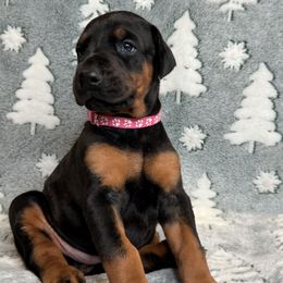 Doberman Pinscher puppies from JM Dobermans