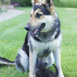 German Shepherds from AAGermanShepherds