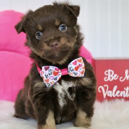 Bliss - Red tri female Miniature Australian Shepherd puppy in Buchanan, Georgia from Stanleyville Farm Mini Aussies