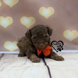Moose (sable) - Sable male Poodle puppy in Nashville, Arkansas from Cuddles n Curls