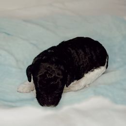 Poodle Puppies from Simplicity Poodles