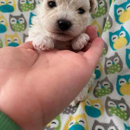 Bichon Frise puppies from God’s Creatures