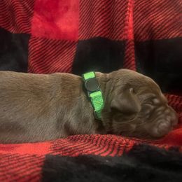 Chocolate Tan Point - Labrador Retriever puppy from Kennels at 3551