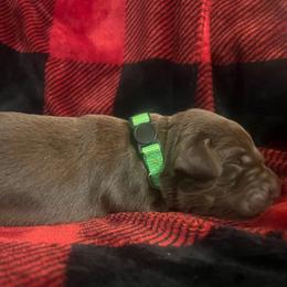 Chocolate Tan Point - Labrador Retriever puppy from Kennels at 3551