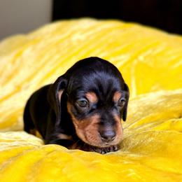 Brisket - Black and tan male Dachshund puppy in Austin, Texas from Duchess Daphne's Doxie Empire