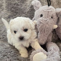 Flurry - Cream male Shichon puppy in Carmel, Indiana from S&S Pups