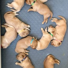 Golden Retriever Puppies from Retrieving Goldens