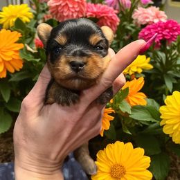 Lala - Blue and gold female Yorkshire Terrier puppy in Kendallville, Indiana from Yorkies Kisses