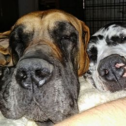 Great Danes from Mielnickis Danes