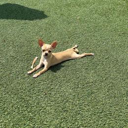 Chihuahua Puppies from Sophia Jade's Chi Brigade
