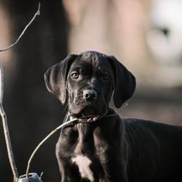 MaxTac aka Gray Collar - Black male Cane Corso puppy in Houston, Texas from Zenith Cane Corso
