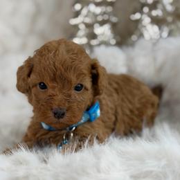 Randy T. - Red  male Poodle puppy in Grinnell, Iowa from Rural Iowa Aussies & Doodles