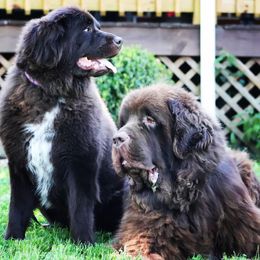 Newfoundlands from Little River Newfoundlands