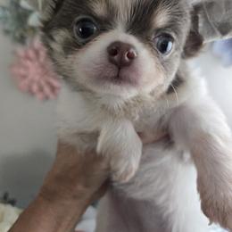 Willow - Blue and white female Chihuahua puppy in Cornelius, Oregon from D's Darling AKC Long Hair Chihuahuas